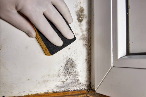 Best Industrial Mold Remediation  in Bloomer, WI